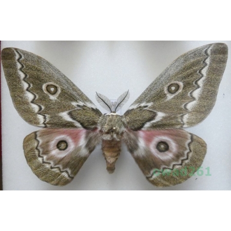 Gonimbrasia tyrrhea (Cramer, 1775) male ex. ovo South Africa 109mm37d